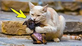 The cat won't stop hugging the crying puppy. When the girl understands the reason, she cries!