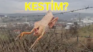AMERİKAN ÖRDEĞİ EŞİNİN BAĞIRSAKLARINI YEDİ!~ÇİFTLİKTE YENİLİKLER YAPILDI~|BEÇ TAVUĞU UÇUŞU ▫️4K▫️