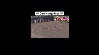 🏁 Sharp corgi race 🏁 #Shorts #FYP #GoViral #DogLover
