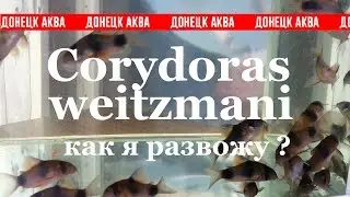 Сомик . Breeding Corydoras weitzmani. Corydoras  प्रजनन, Zucht Corydoras, la cría de Corydoras