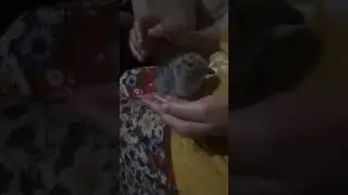 спасли маленькую чайку