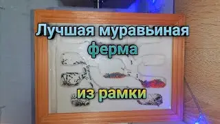 Как сделать ЛУЧШУЮ муравьиную ферму из рамки. Самодельный формикарий из гипса