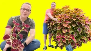 Repotting Coleus Plants for Your Outdoor Garden