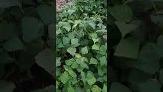Fresh Green Beans in October?