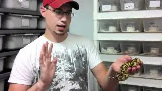 Handling “Aggressive” Ball Python Hatchlings - JKR Pro Tips