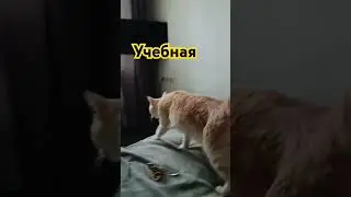 Лаваш испугался😅