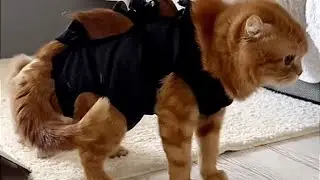 Лифчик для кошки антикормление