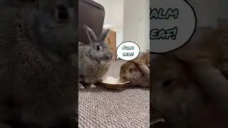 Super Crunchy Bunny ASMR! 🐰⭐️