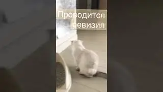 Котик❤️5 часть