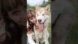 Из истории одного Маламута #alaskanmalamute #россия