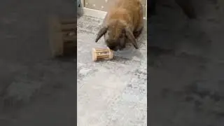 #Моня #играет с барабанчиком