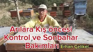 Kovanlara kış hazırlığı Sonbahar bakımı