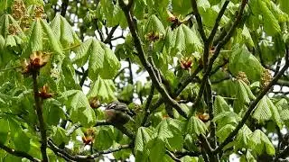 Chaffinch singing