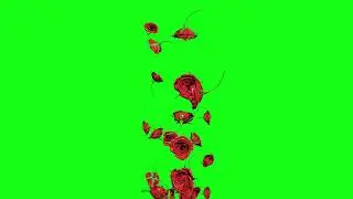 center flowers falling animation loop on black, blue and green screen background