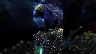 The Queen of the Reef Tank. #gemtang #tanggang #aquarium #reef #fish #reeftank #coral #coralreeftank