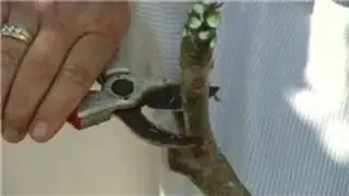 Plumerias 101 : How to Cut Plumerias