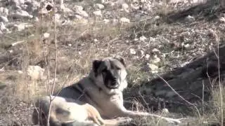 Akdere Alabalık Tesisleri -5