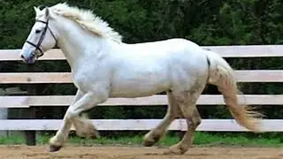 Ballad of the Irish Horse