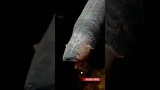 Mysterious Amazon Electric Eel