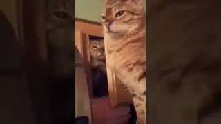 Ninja cat # ниндзя кот 