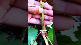 How to graft graps plant using cleft grafting technique || Cleft grafting #grafting #garden #shorts