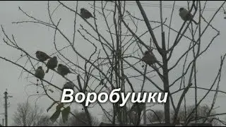 Воробьи - воробушки! Природа.