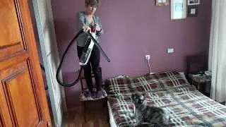 французский бульдог Альма  и пылесос