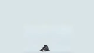 STRANGERS BY NATURE — Adele | Dance Video | Directed by Enver Ramadani