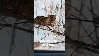Встреча с Амурским Тигром