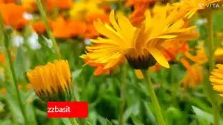 Flowers | Gardening | Kashmir