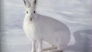 Охота на зайца. Тропление