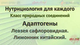 Адаптогены  Левзея сафлоровидная  Лимонник китайский @Артлайф Artlife Беларусь