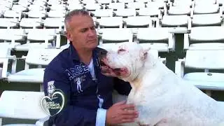 El Dogo Argentino en el cine - Película el Perro