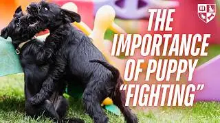 Puppy Fight Club - The Importance of Puppy 