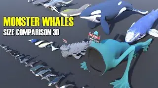 Monster Whales Size Comparison 3D | Aircraft Whale vs Space Whale vs Colossal Ocean Titans