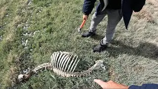 4 Days Exploring the Mountains, Hunting and Searching for Dinosaur Bones! (Catch & Cook)