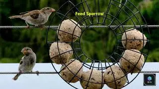 Sparrow Feeding