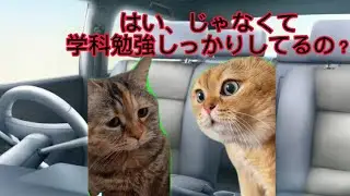 自動車学校に行った猫の末路…【猫ミーム】