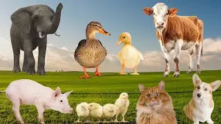 Farm animals, animal sounds: cow, chicken, pig, elephant, duck, cat sound
