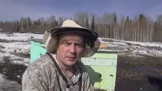 Spring work in the apiary, transferring bees into clean hives