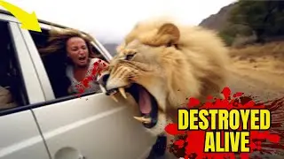The 10 Most Heartbreaking Lion Attacks Ever Filmed