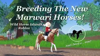 Breeding The New Marwari Horses - Wild Horse Islands