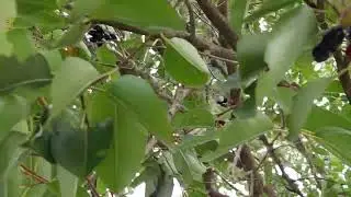 បេះព្រីង jambolam fruit