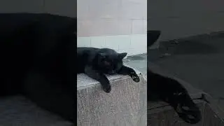 Котик, который знает себе цену.