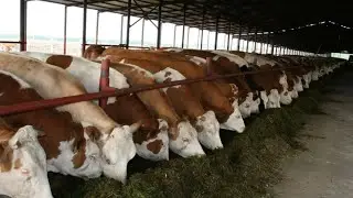 Qisir mol YEMLASA qancha mudatda SEMIRADI?