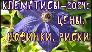 Клематисы-2024: цены, новинки, риски