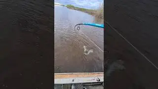 РЫБА ЛОМАЕТ СПИННИНГ!