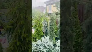 В телеграмм, - Питомник « Хвойнозависимые»