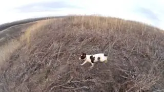 ЯНИКА  АСС ПР, чётко отрабатывает курицу!!!