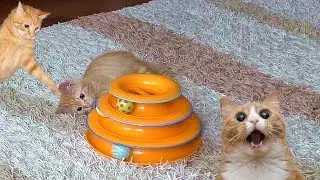 Игрушка для кошек, Petstages, котики, котятки, кошки, игрушки для кошек